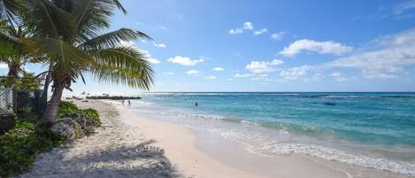 A beach with clear blue water, a sandy shore, and a palm tree.