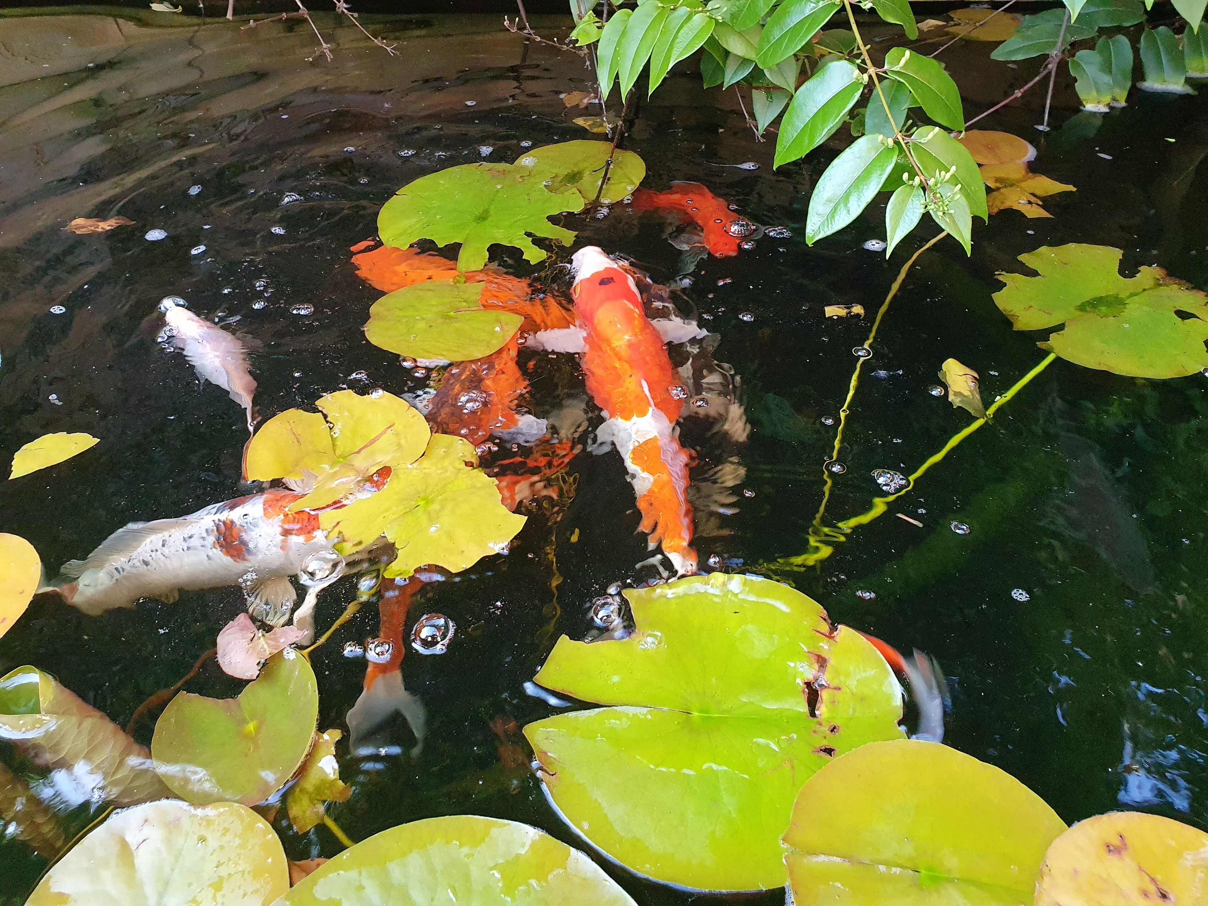 Foto - Maison du jardin botanique