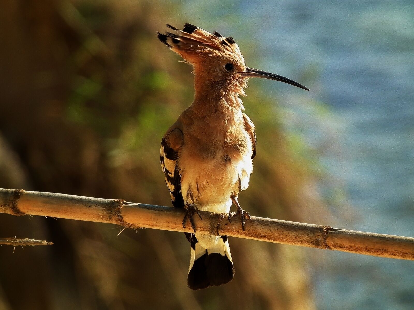 Een vogel zit op een tak.