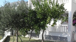 A white building with a balcony, a tree in the foreground, and a hose on the right. - Apartment in Duće with Seaview, Terrace, Air condition, WIFI (3423-3) (Duce)