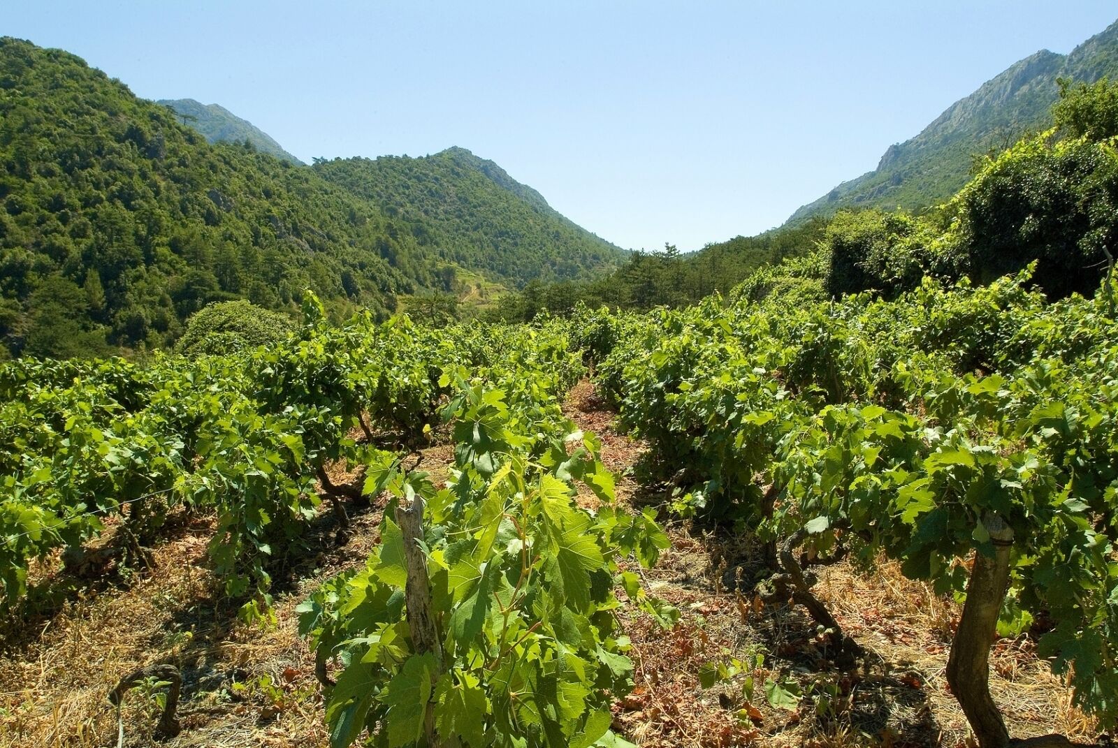 A vineyard with rows of grapevines, surrounded by mountains.