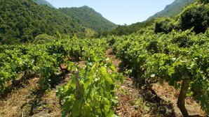 Un vignoble avec des rangées de vignes, entouré de montagnes.