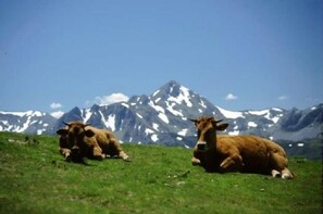 Property grounds - Lorences Rural Apartments for 2 people (Somiedo)