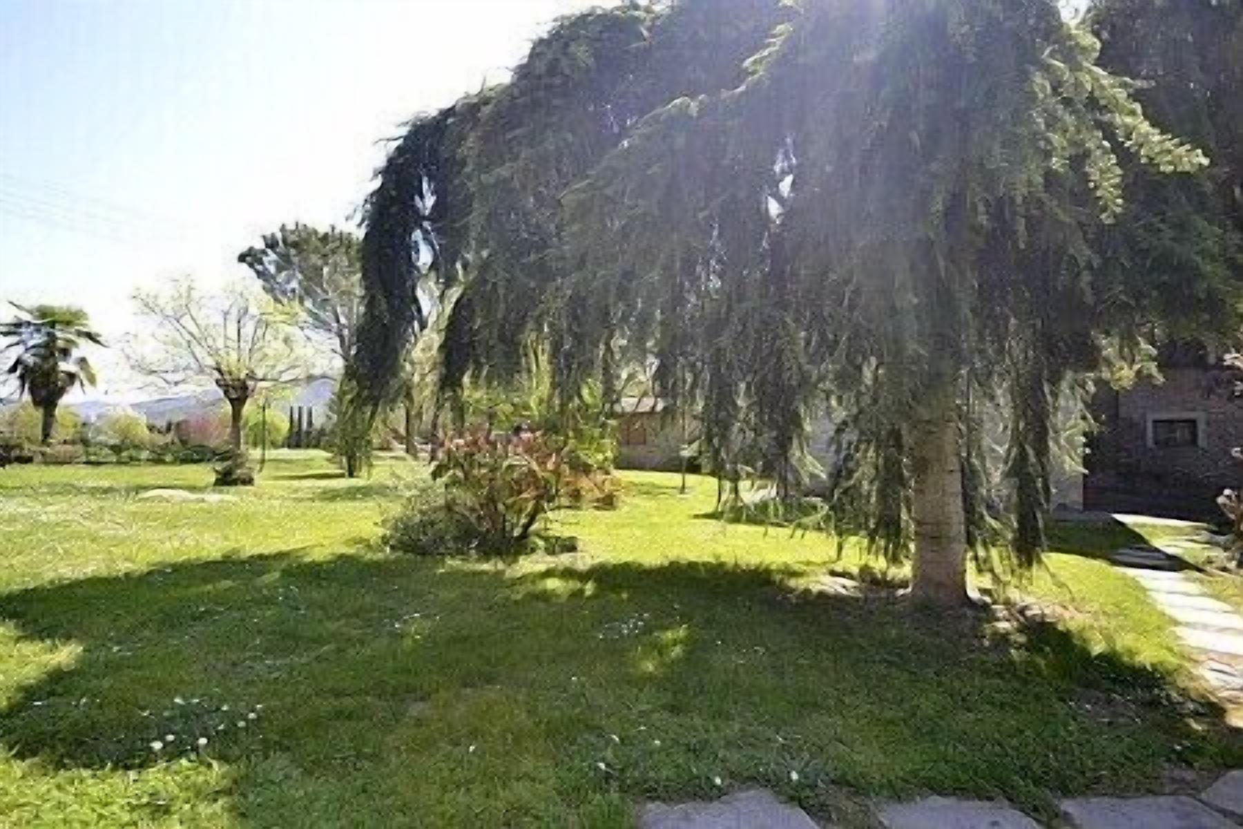 A garden with a weeping willow tree, a small bush, and a paved path.