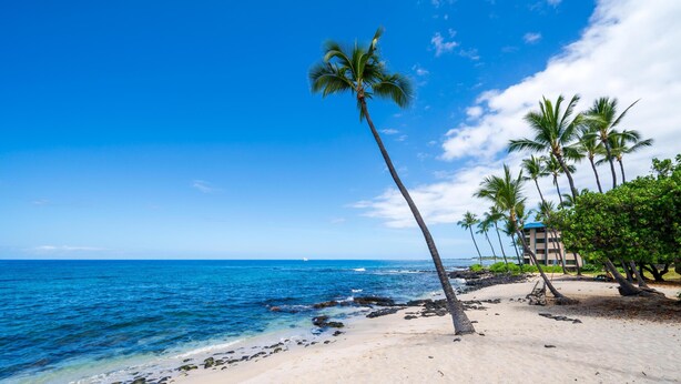 Ein Strand mit Palmen, blauem Himmel und dem Meer.