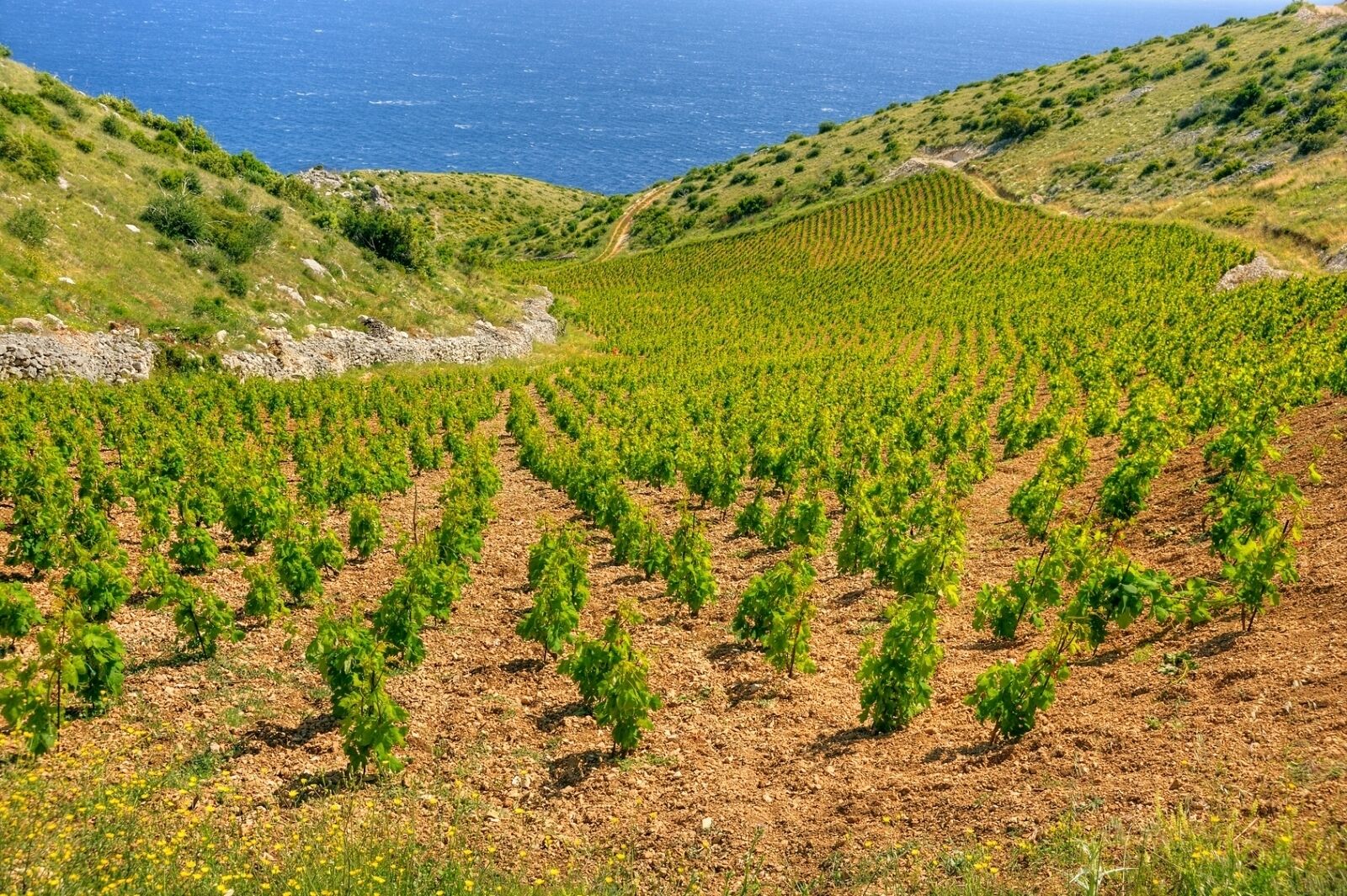 منوع