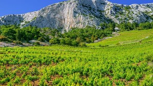 A vineyard with rows of grapevines and a mountain in the background.
