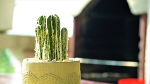 A cactus plant in a textured pot on a table. - Apartment in Lopar with Seaview, Terrace, Air condition, WIFI (613-2) (Lopar)