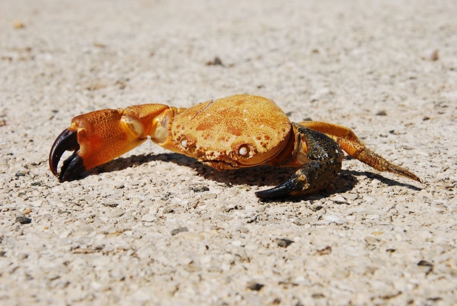 A crab on a sandy surface.