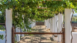 A vineyard with rows of grapevines supported by white pillars and a metal walkway. - Country Resort in Torre Suda with 2 bedrooms sleeps 4 (Torre Suda)