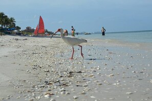 Sun-loungers, beach towels