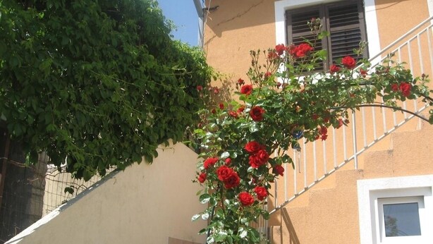 Una escalera con rosal trepador.