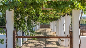 A vineyard with rows of grapevines supported by white pillars and a metal walkway. - Country Resort in Torre Suda with 1 bedrooms sleeps 2 (Torre Suda)