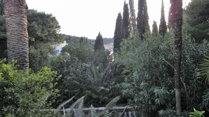 Un jardin luxuriant, avec de grands palmiers et un feuillage dense.