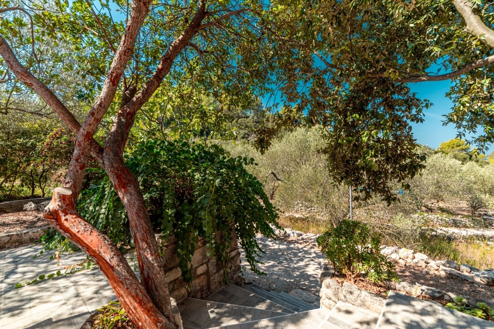 Un chemin de pierres qui traverse un jardin planté d’arbres et d’arbustes.
