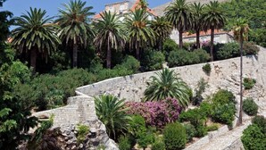 Un muro de piedra con palmeras y arbustos, cielo despejado y edificios al fondo.