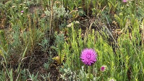 En rad med trähus med ett vackert naturlandskap i förgrunden.