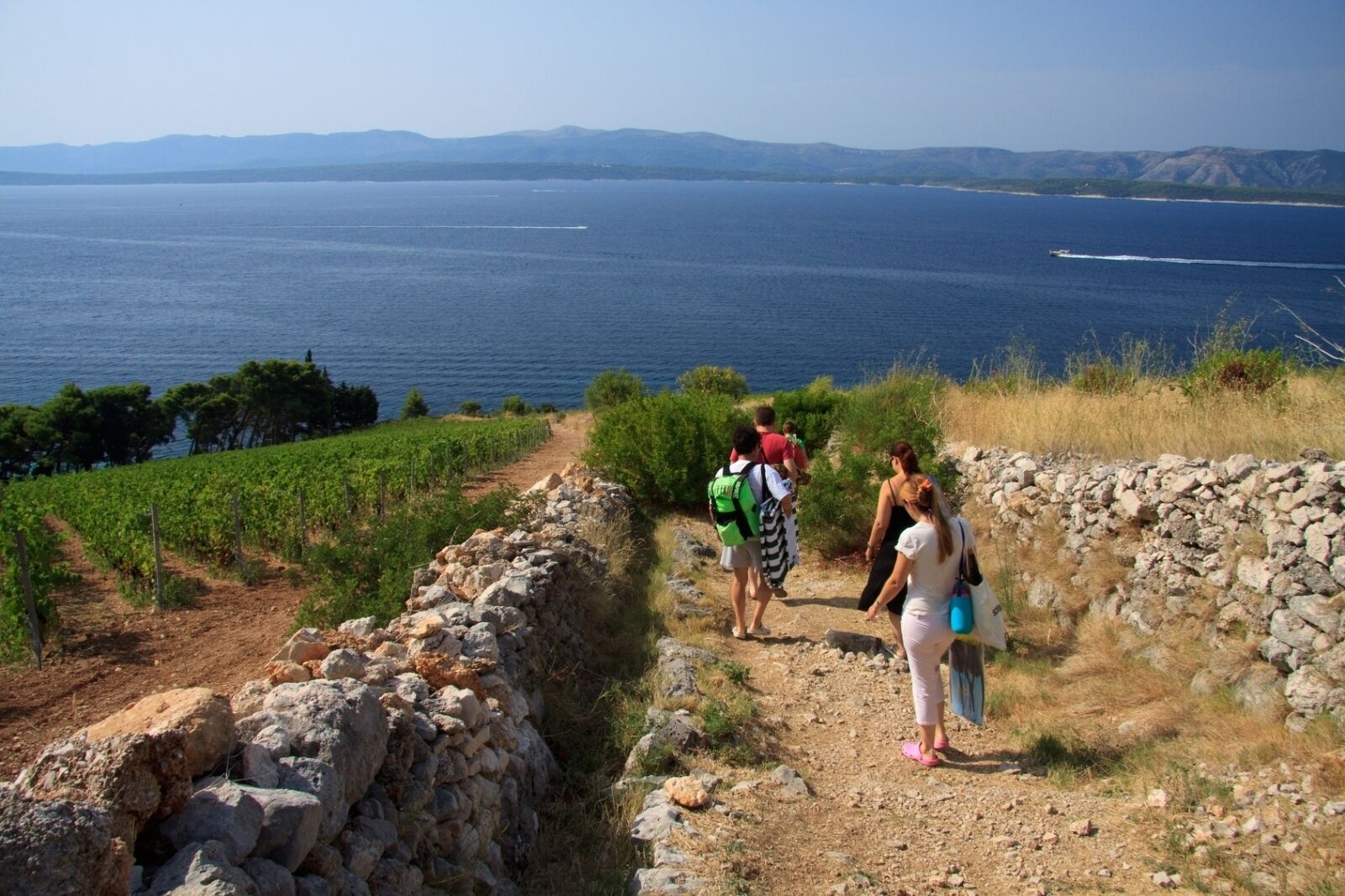 A stone wall path leading to a vineyard with a view of the sea and mountains in the distance.
