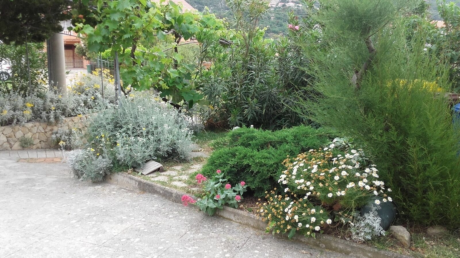 Ein Garten mit verschiedenen Pflanzen und Blumen, eine Steinmauer und ein Gebäude im Hintergrund.