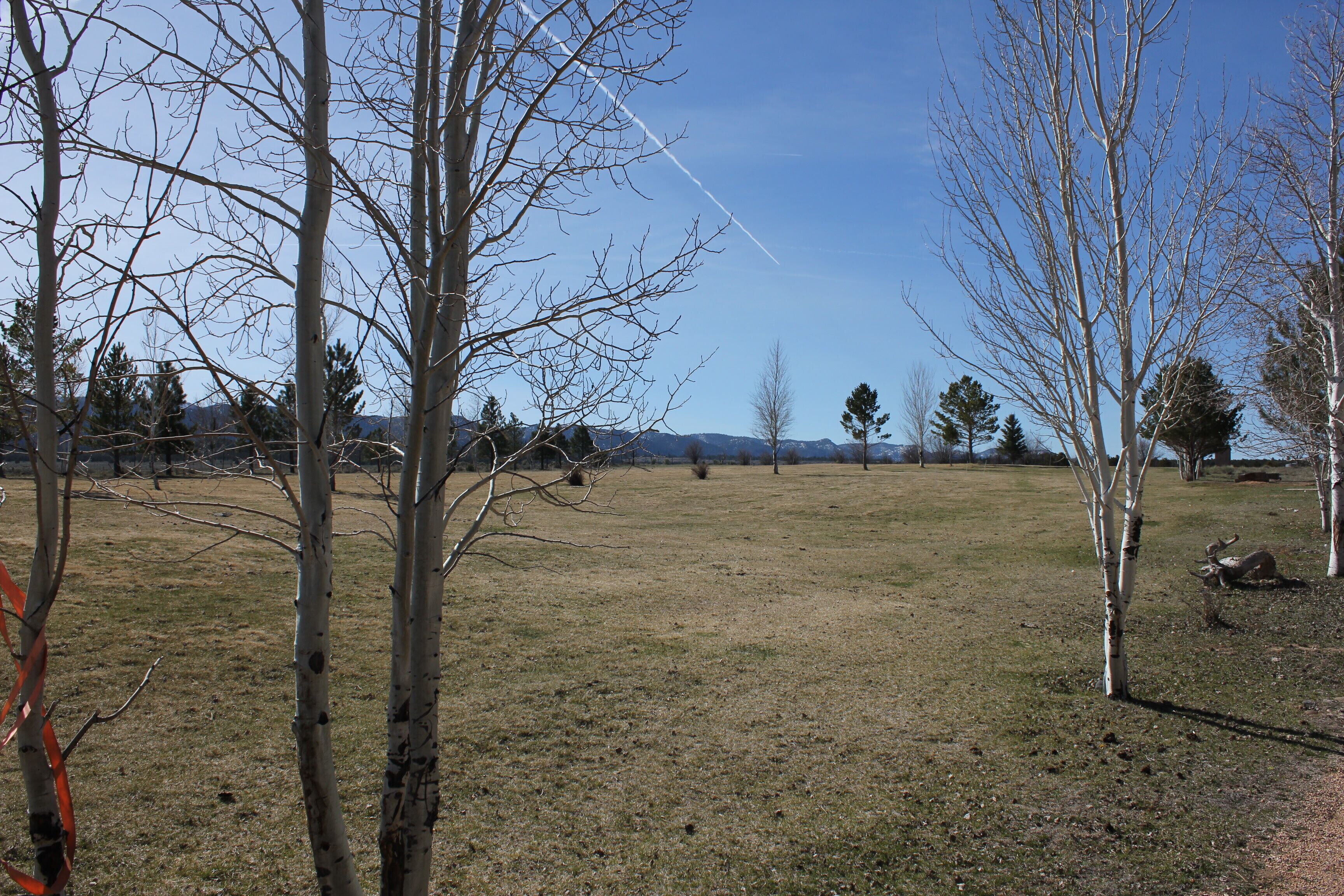 A grassy field with leafless trees and a clear sky.