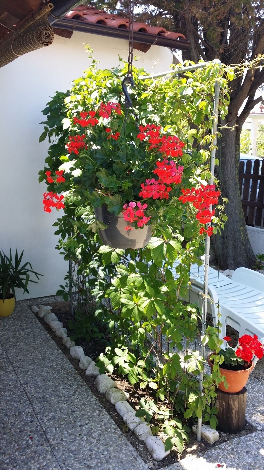 Un pot suspendu orné de fleurs rouges, un arbre et un banc blanc.