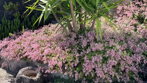 Ein Garten mit einer palmenähnlichen Pflanze und rosafarbenen blühenden Sträuchern.