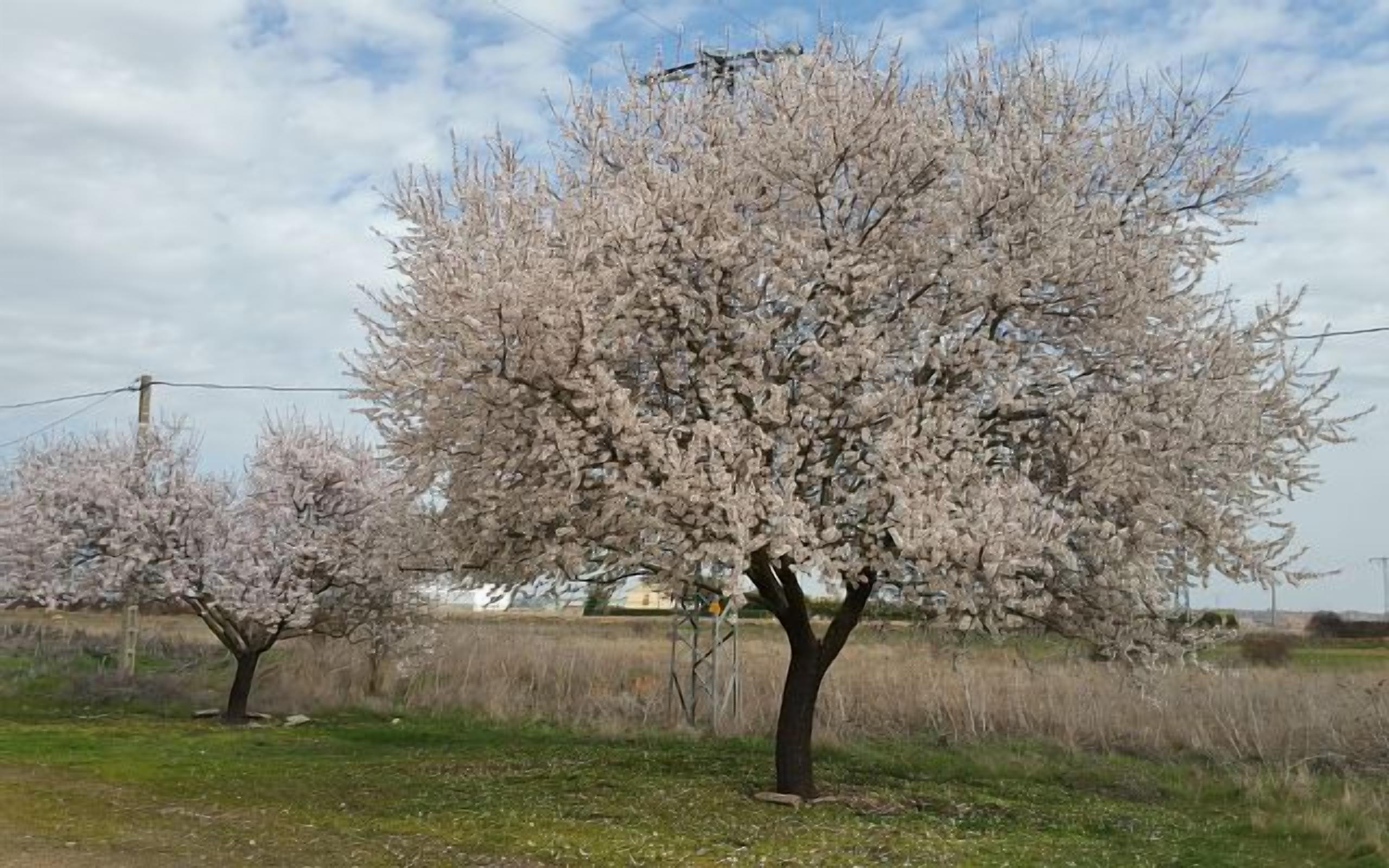 Un árbol con flores rosadas en un campo cubierto de hierba.