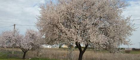Un árbol con flores rosadas en un campo cubierto de hierba.