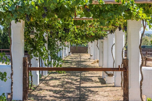 Un vignoble où les rangs de vignes sont soutenus par des treillis blancs.