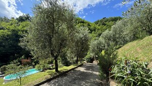Un camino que lleva a una piscina rodeada de abundante follaje y árboles.