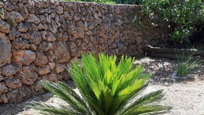 Una pequeña palmera en un terreno seco y cubierto de pasto, con un muro de piedra al fondo.