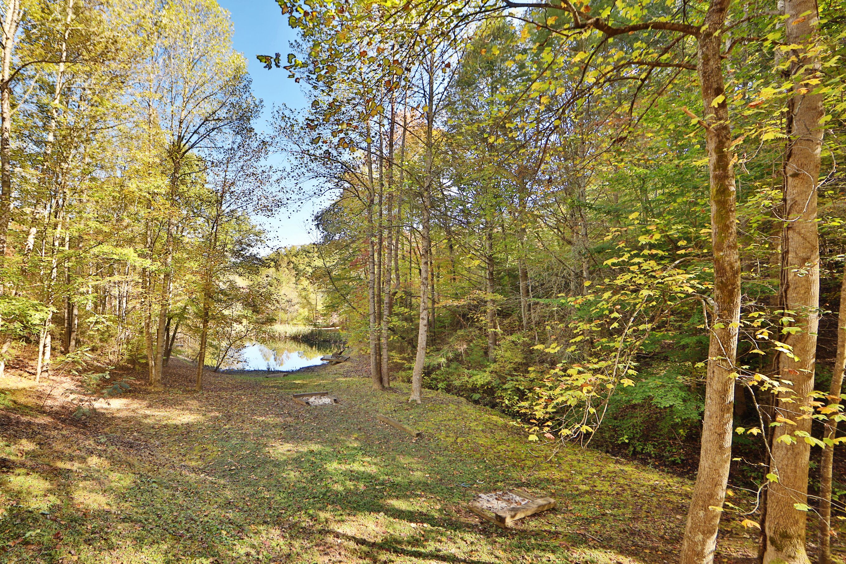 A forested area with a small pond and a clear sky.