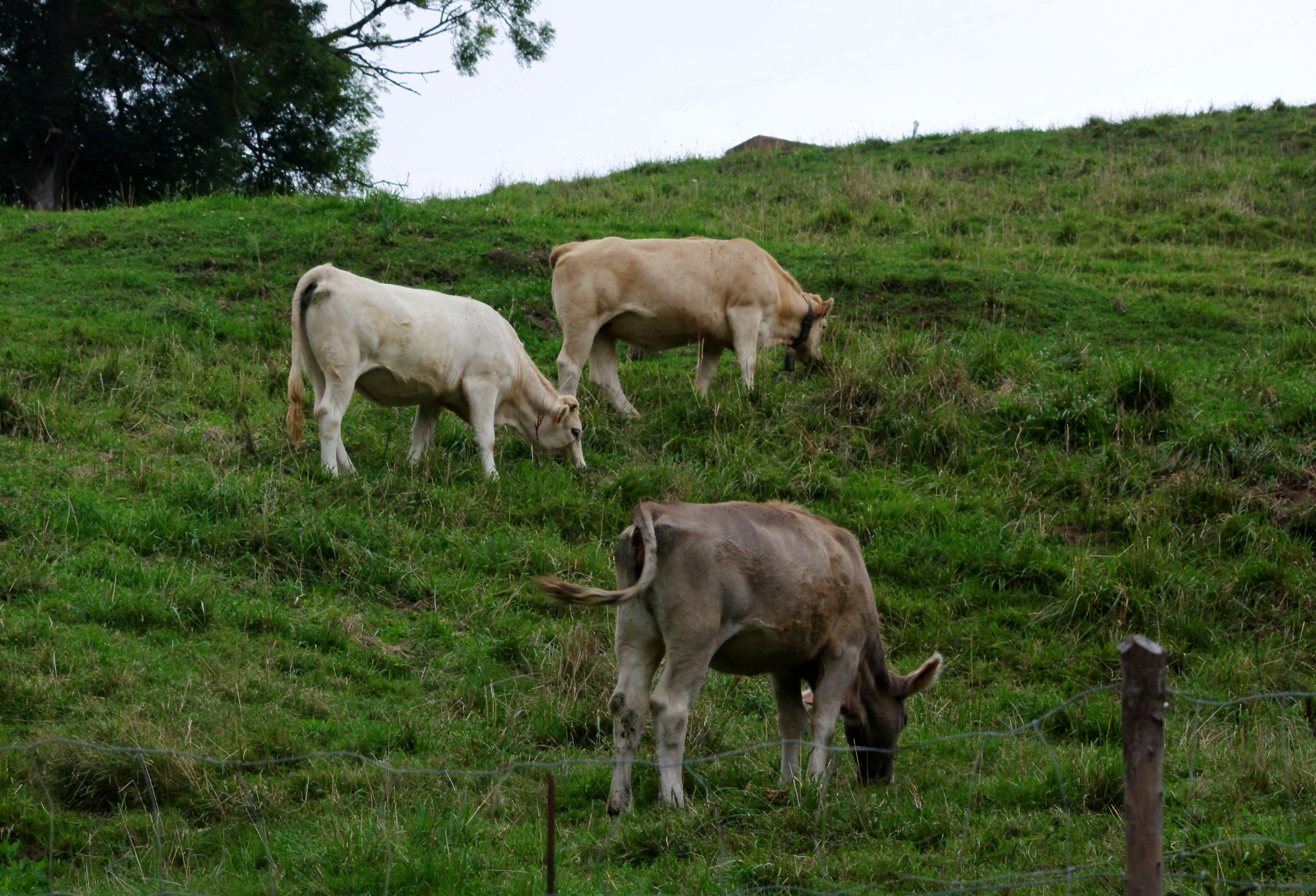 A grassy field with three cows grazing.