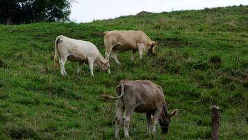 A grassy field with three cows grazing.