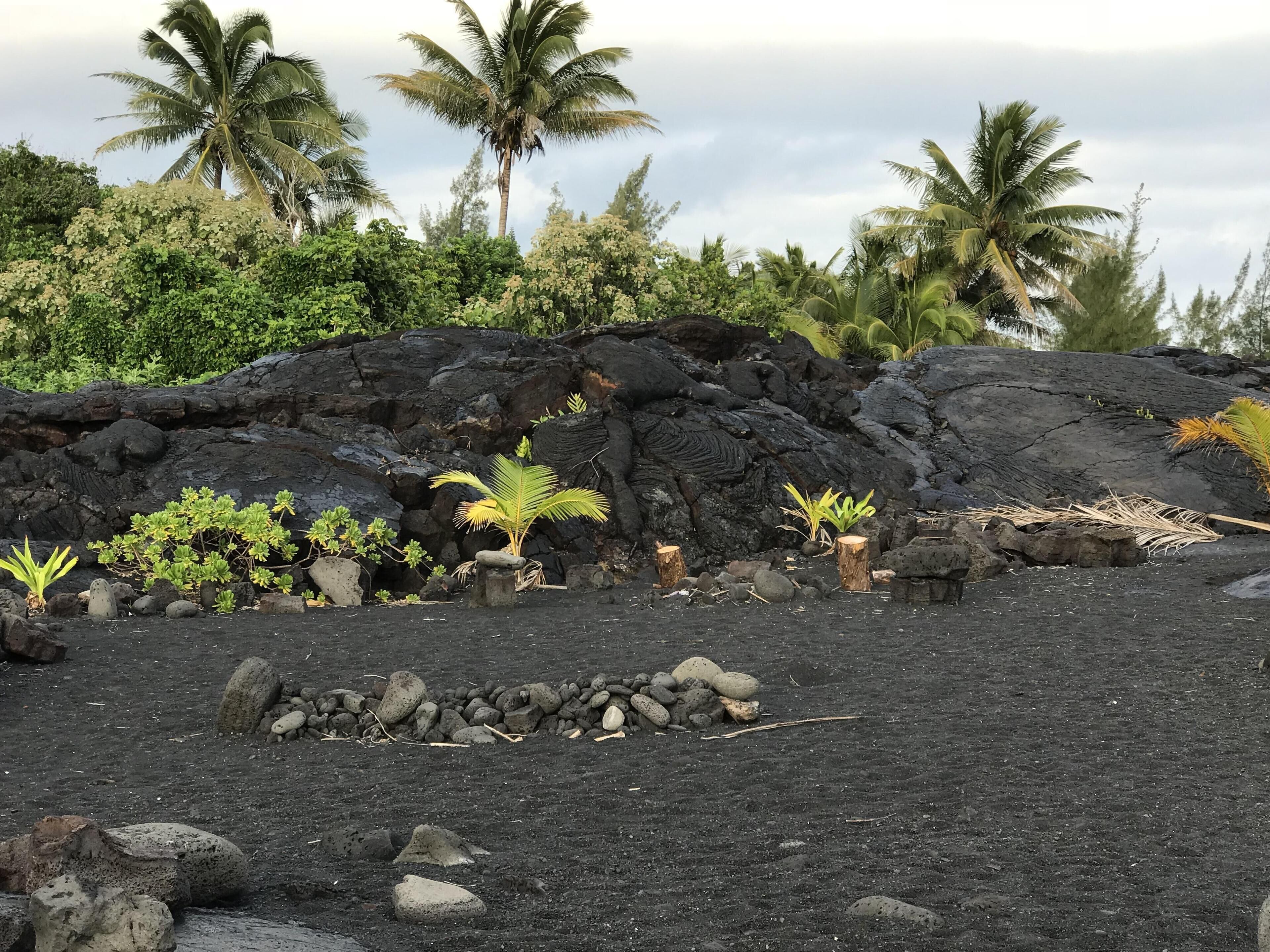 A volcanic landscape with lava rocks, small plants, and palm trees.