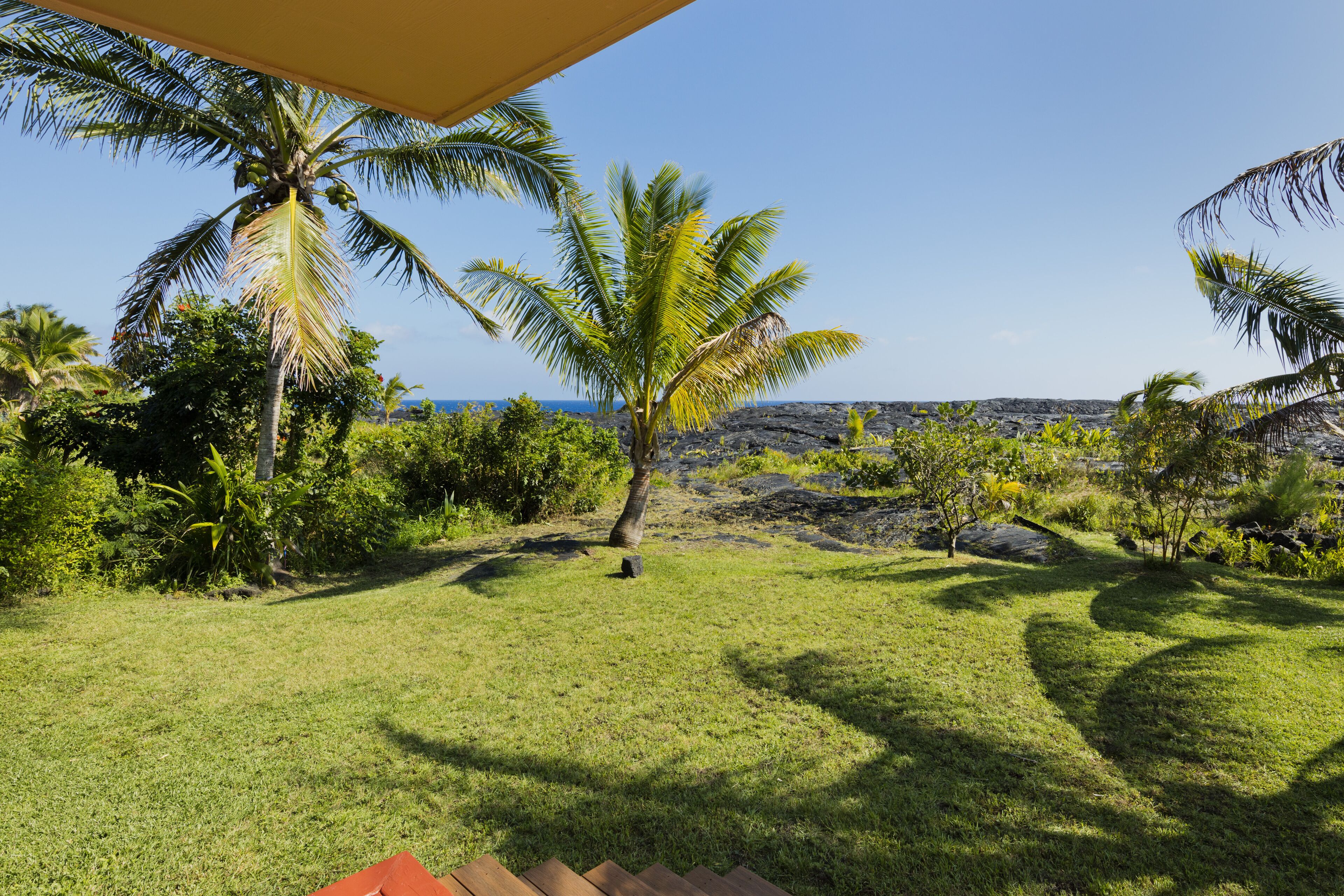 A grassy area with palm trees and a view of the ocean.