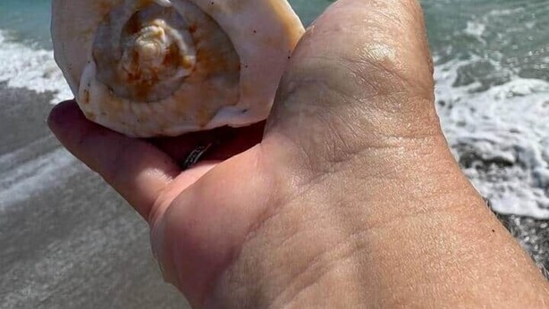 A hand holding a seashell by a beach with ocean in the background. - Bougainvillea Cottage (Peggy's Retreat) (Hobe Sound)