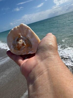 A hand holding a seashell by a beach with ocean in the background. - Bougainvillea Cottage (Peggy's Retreat) (Hobe Sound)