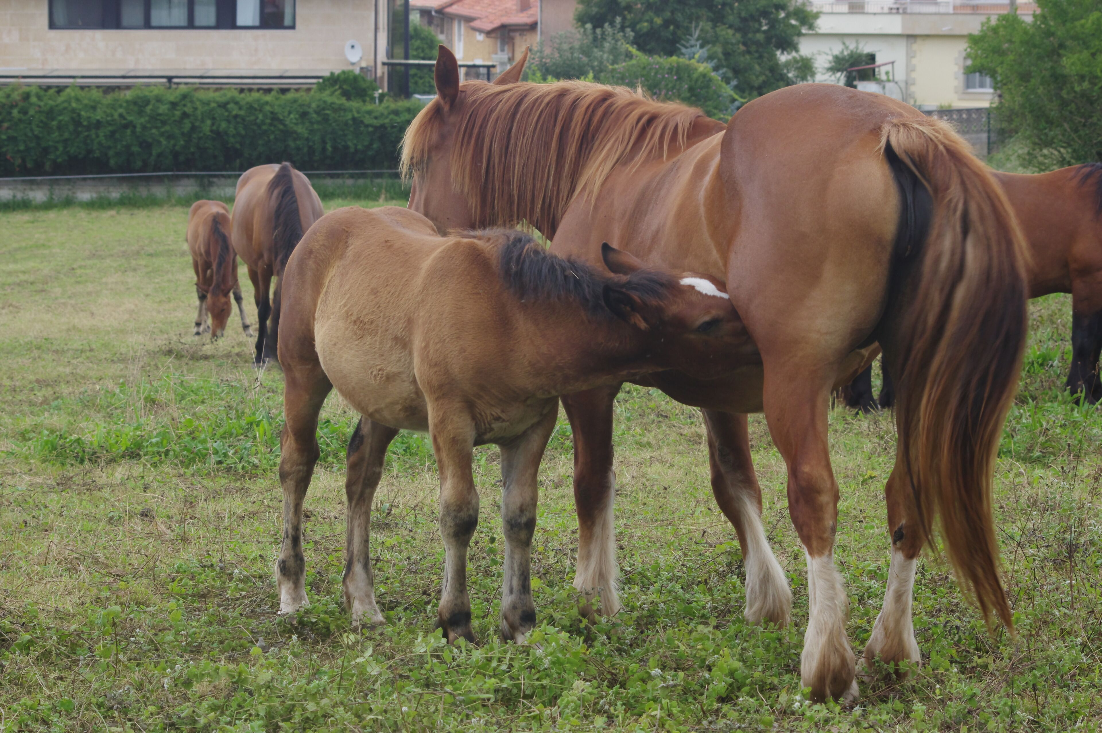 Un grupo de caballos pastando en un campo cubierto de hierba, con un edificio al fondo.
