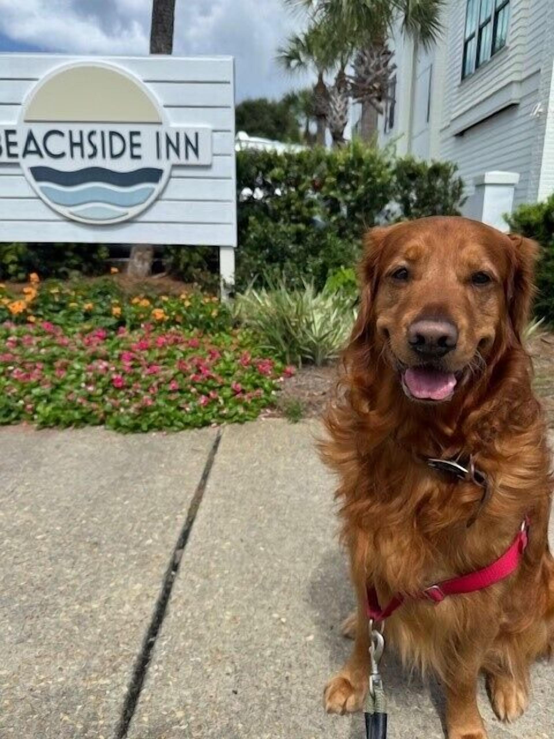 Un perro frente a un cartel que dice 'Beachside Inn'.