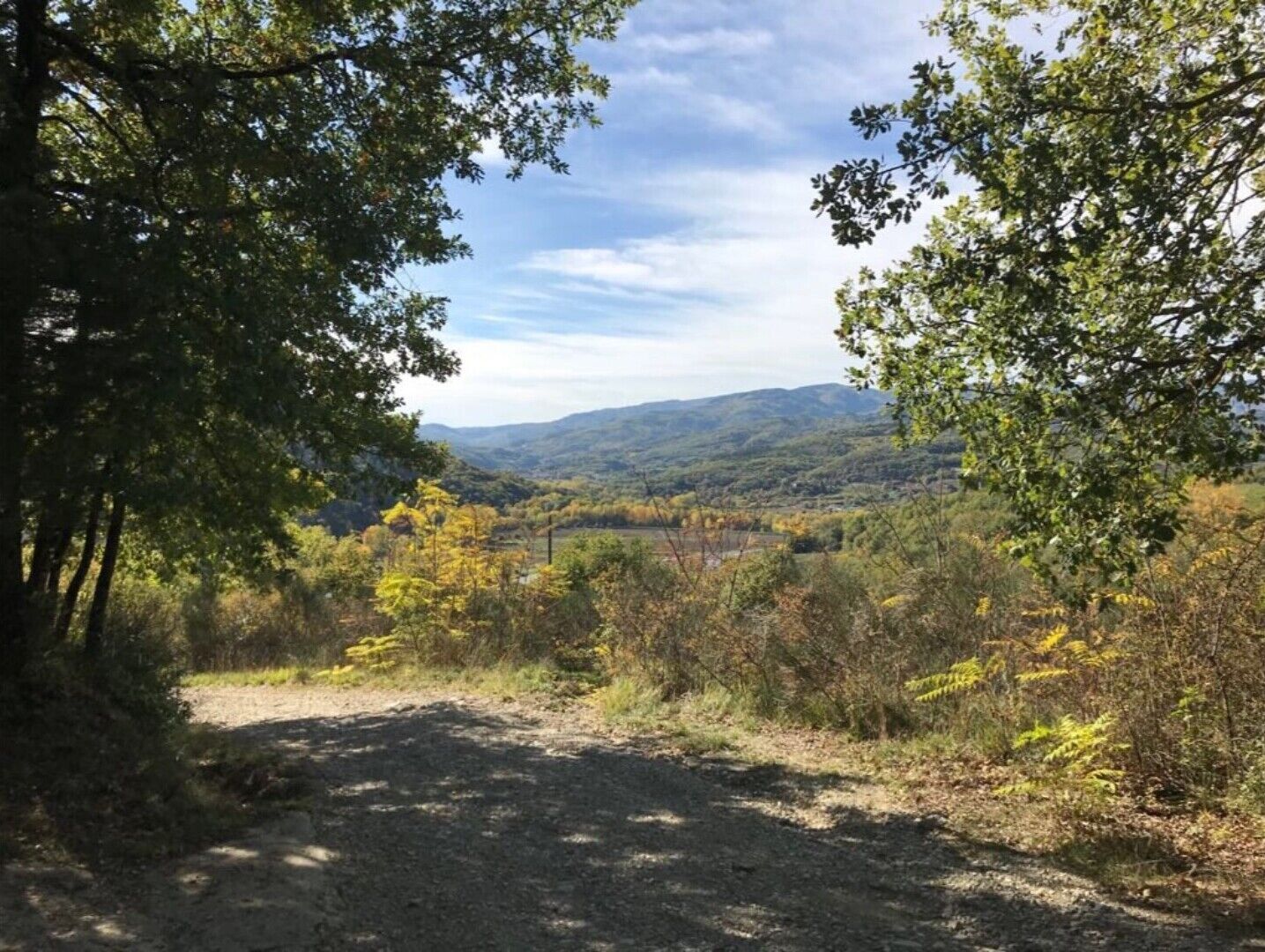 A dirt path leading through a forested area with trees and hills in the background.