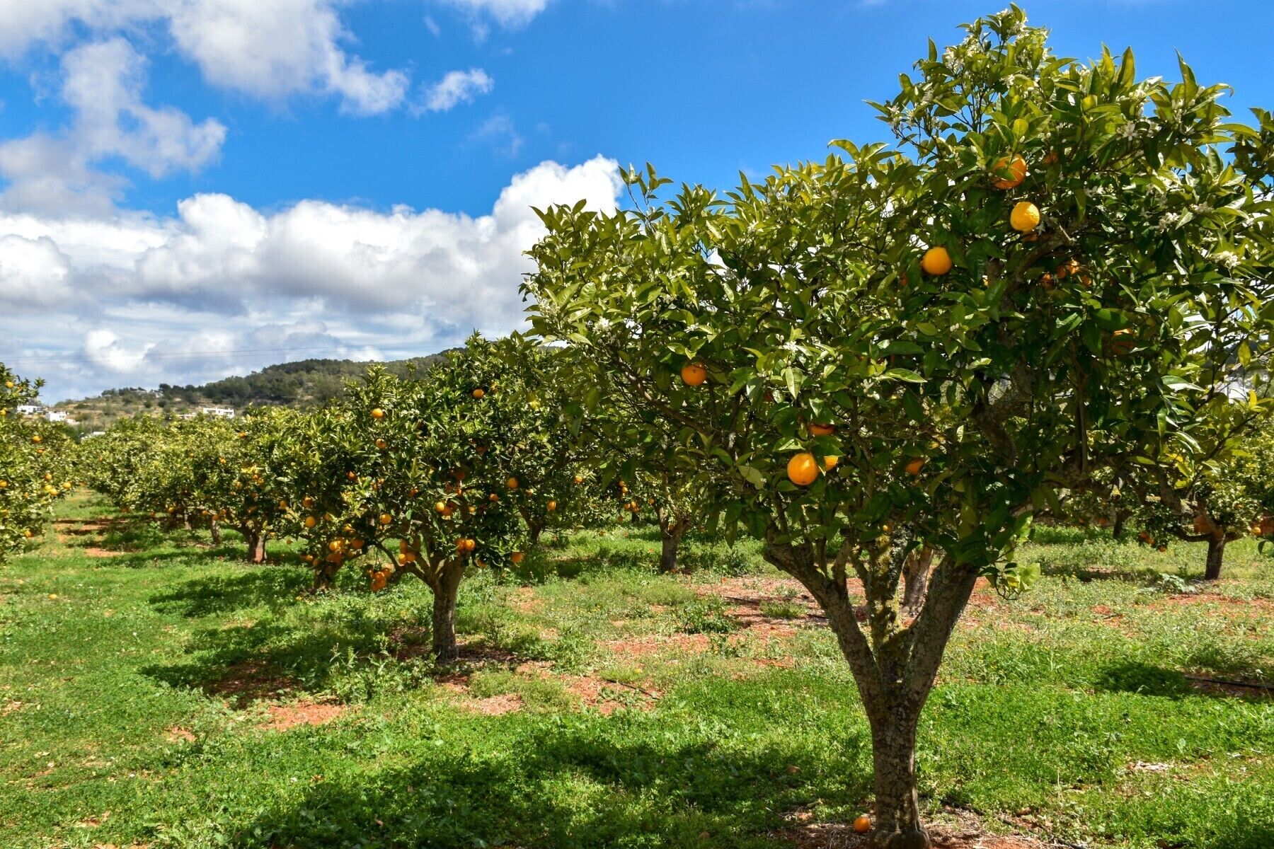 Ein Obstgarten mit Reihen von Oranjebäumen.