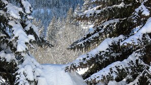 A wooden sign for Pennay's at River Run, surrounded by snow-covered trees. - Great 2 bed condo, Private deck & hot tub.  Best location in Ketchum! (Ketchum)