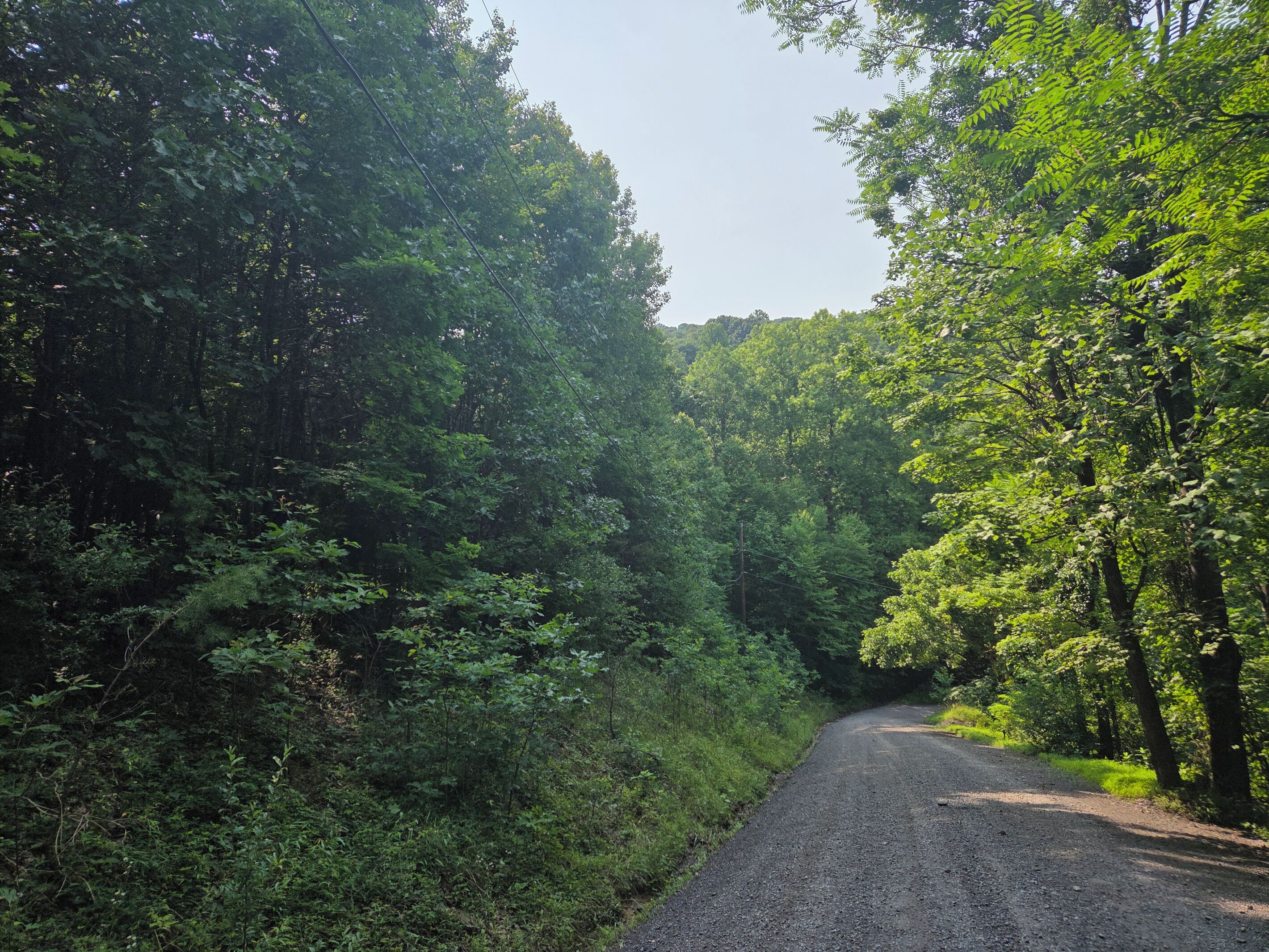 A rural road flanked by dense green foliage.