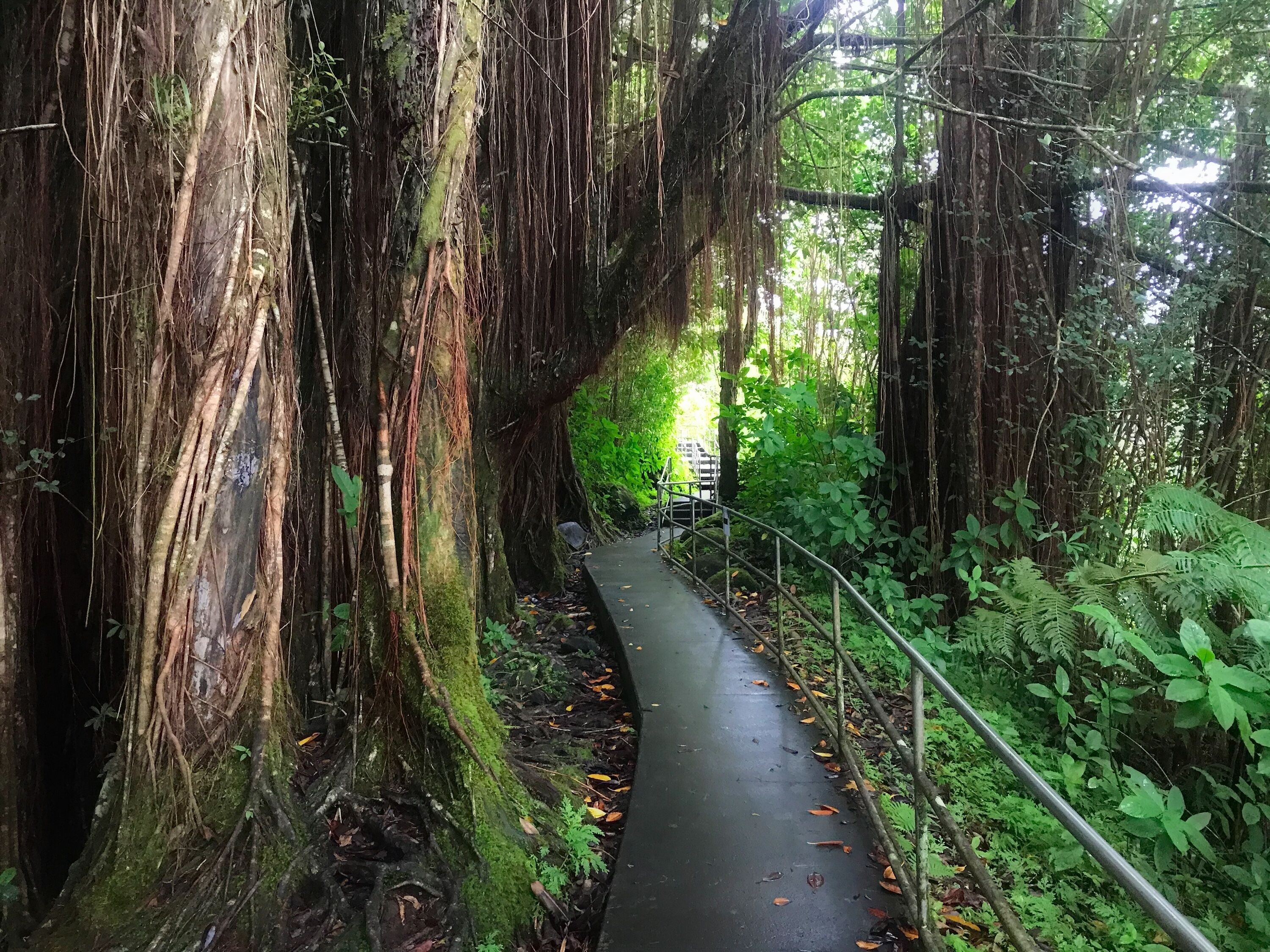 Un sentier bordé d’arbres, avec une rambarde en métal, entouré de verdure et de feuillage.