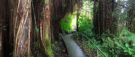 Un sentier bordé d’arbres, avec une rambarde en métal, entouré de verdure et de feuillage.
