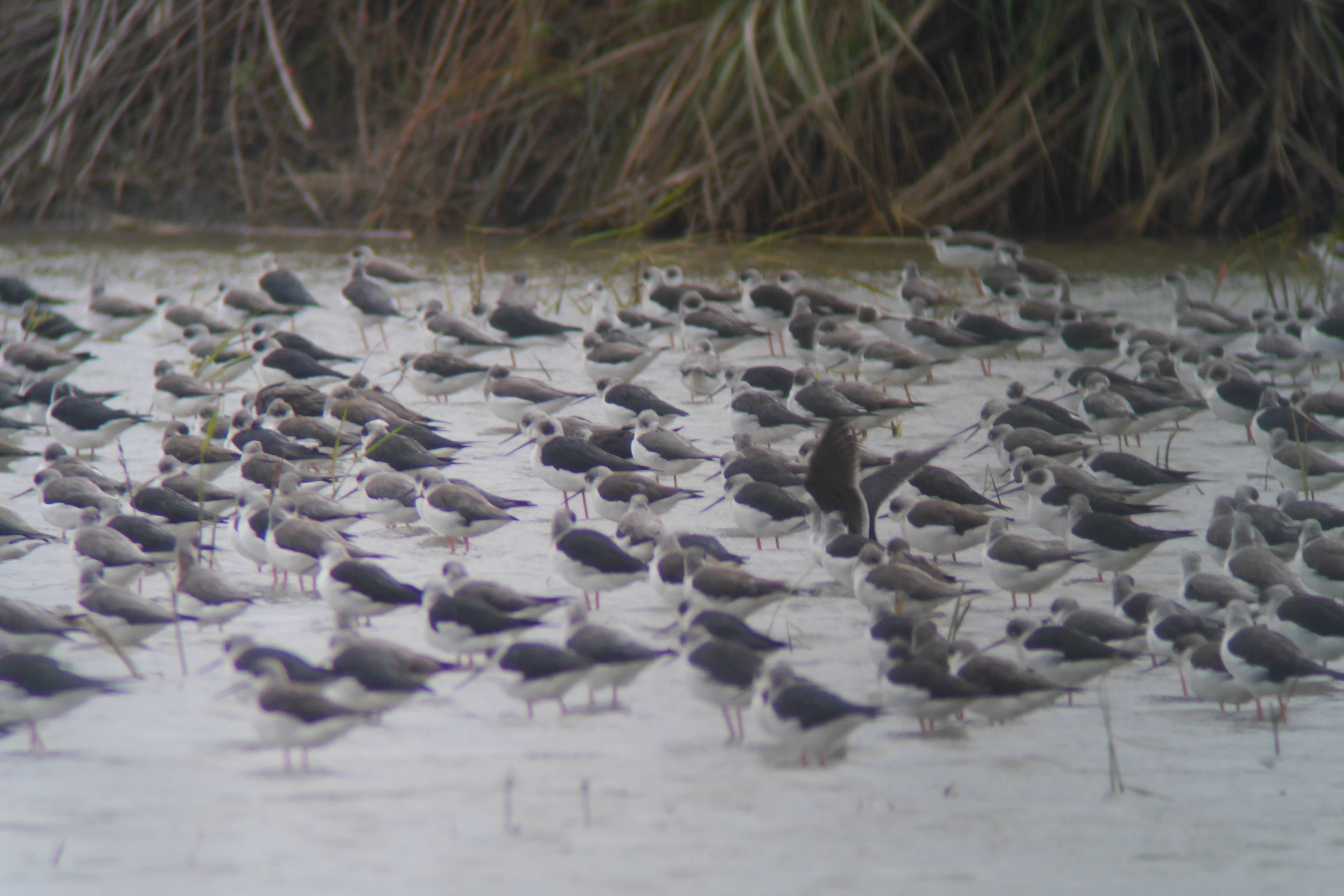 A large group of birds, likely seagulls, gathered on a sandy beach with tall grasses in the background.