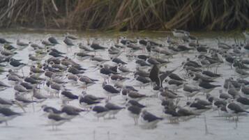A large group of birds, likely seagulls, gathered on a sandy beach with tall grasses in the background.