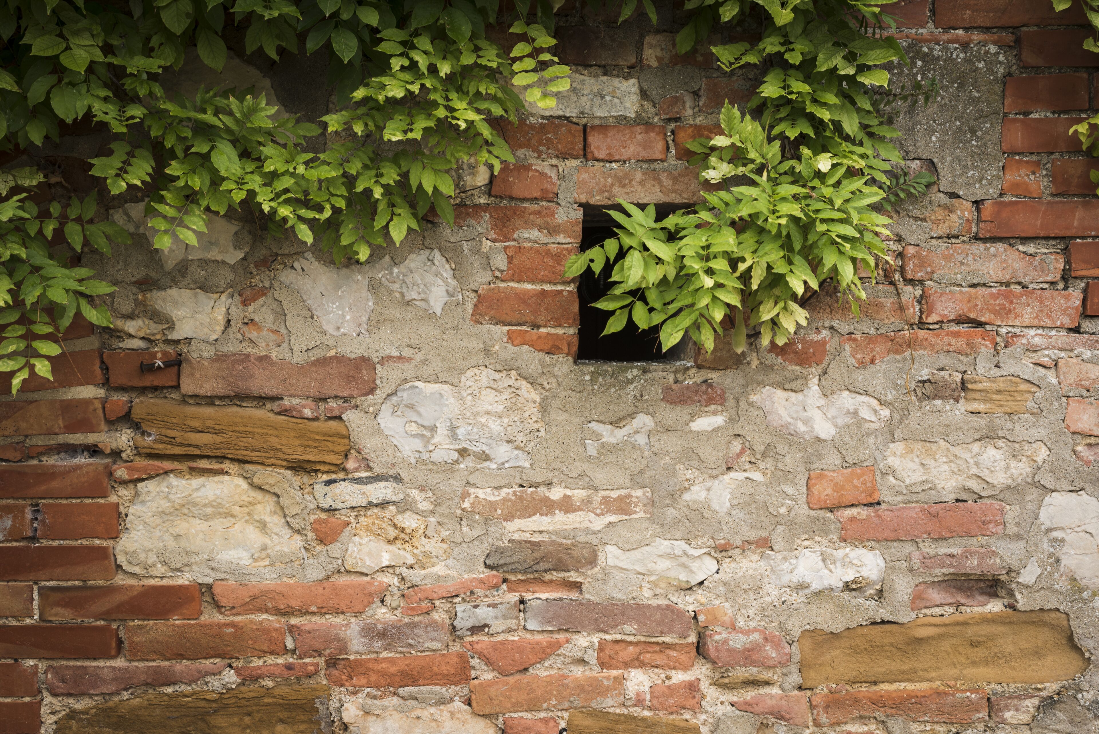 A brick wall with a small window and green foliage growing over it.