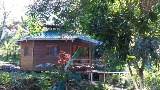 A small wooden house with a metal roof, surrounded by lush greenery and a banana plant. - River View Cabin and Hot Springs (Arizona)